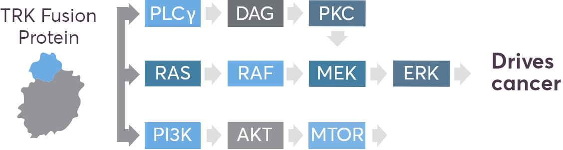 TRK Fusion Protein