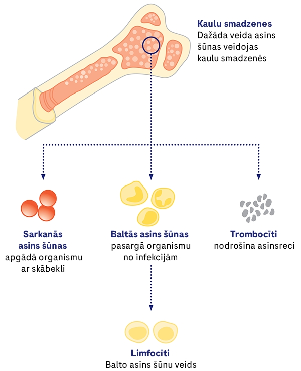 asins-sunu-veidosanas-process-kaulu-smadzenes.png