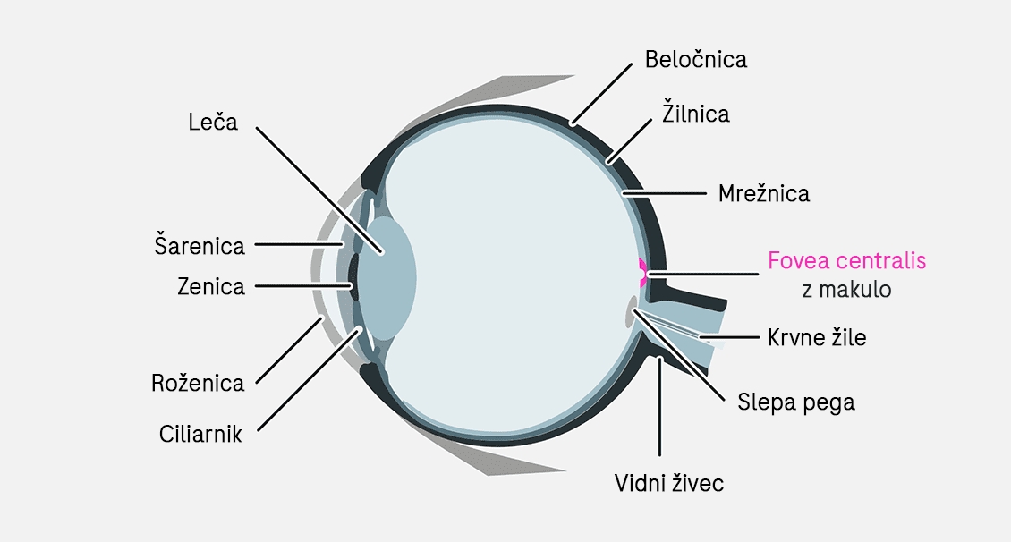 Prikaz zgradbe očesa z makulo in Foveo centralis v zadnjem delu mrežnice.