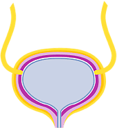 Bladder
