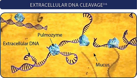 extracellular