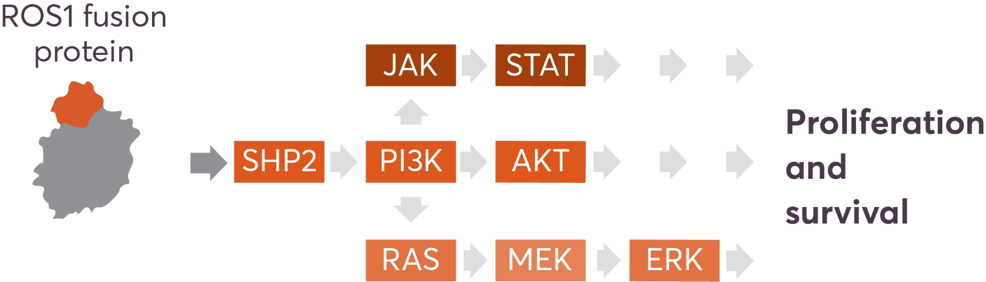 ROS1 fusion protein