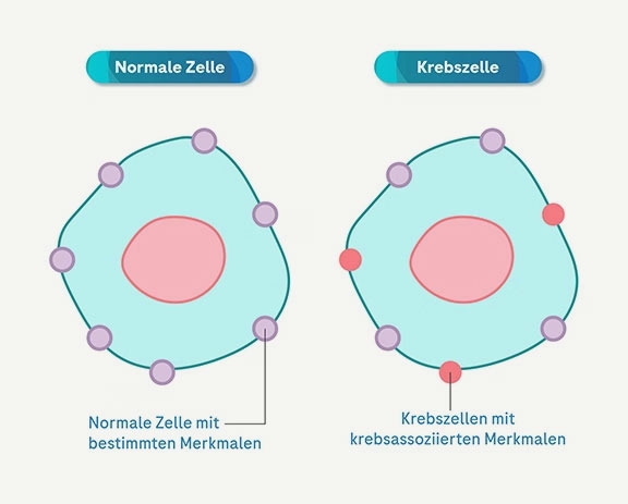 Symbolbild Krebserkrankungen und Tumordiagnostik