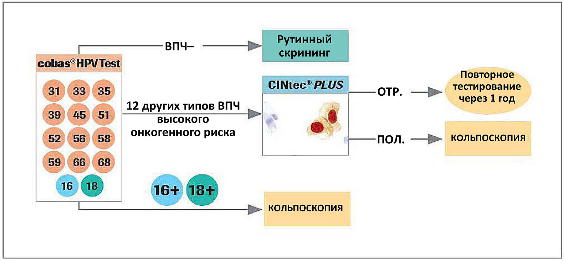 Пцр онкогенных типов