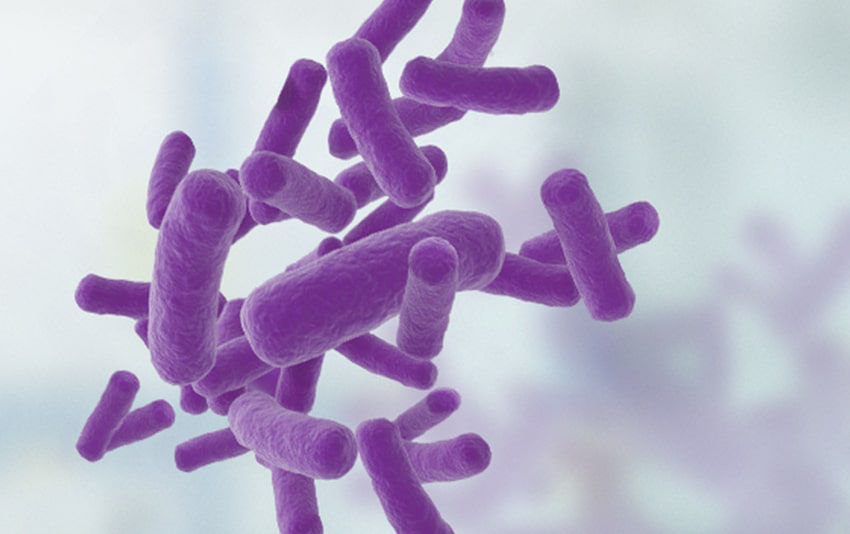 Bactéries Clostridium difficile