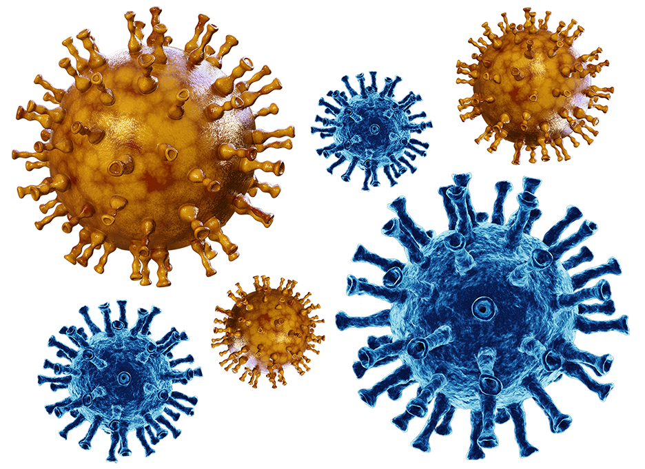 Herpes simplex virus. Varicella zoster микробиология.