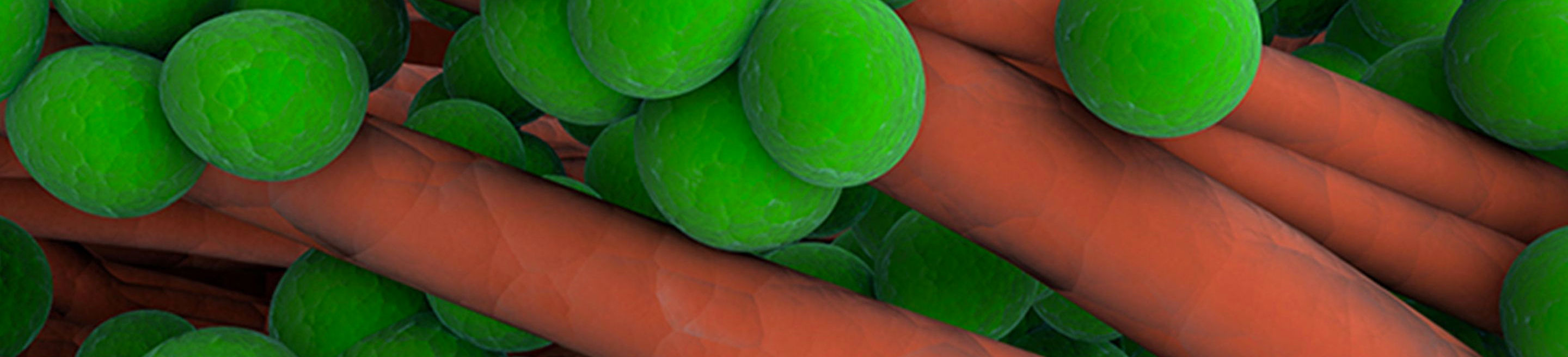 Methicillin resistant Staphylococcus Aureus MRSA And Staphylococcus