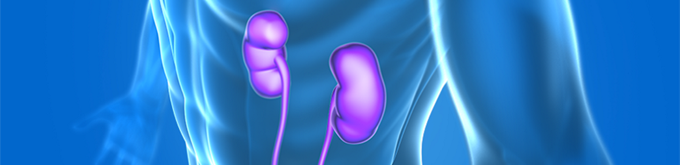 HBV Header