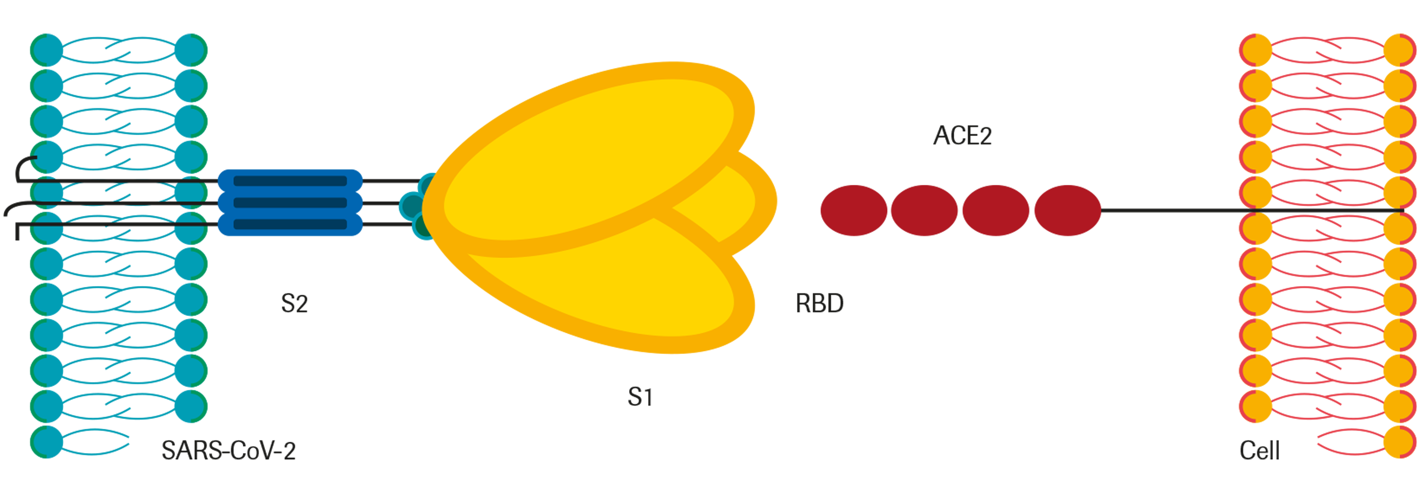 Anti-SARS-CoV-2 Spike Protein S1 Antibodies