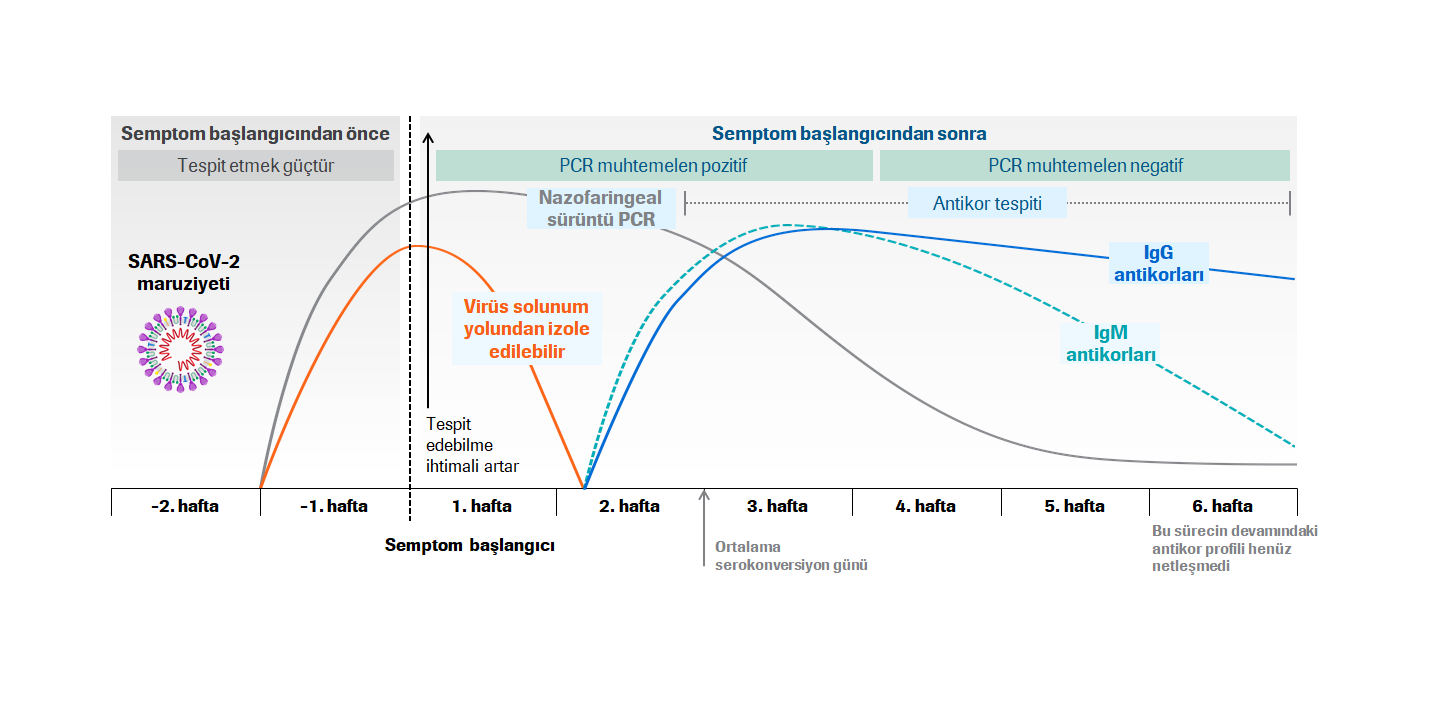 Estimated course of markers in SARS-CoV-2 infections