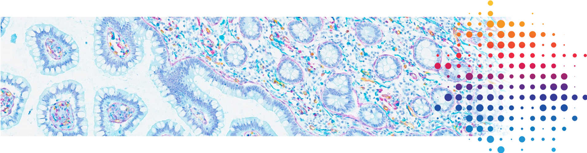 Educational Resources for IHC, ISH and Multiplexing