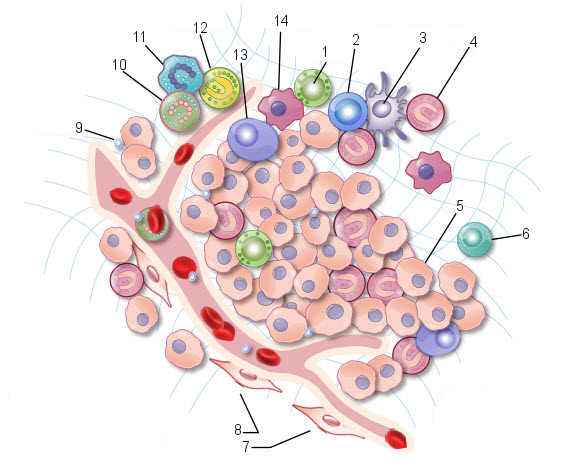 Tumor Microenvironment And Immune Evasion In Head And Neck